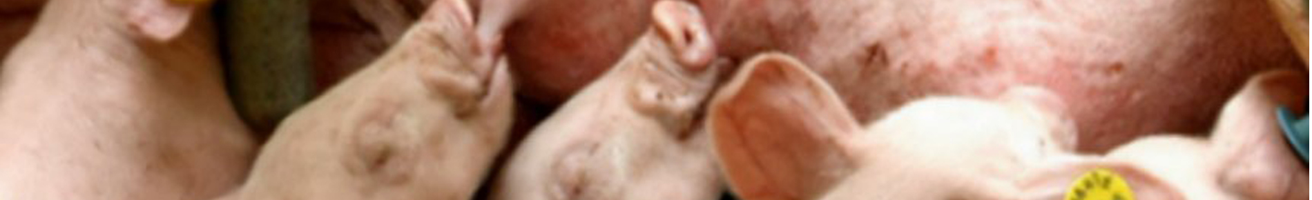 somåtter SSM - farestald - faresti